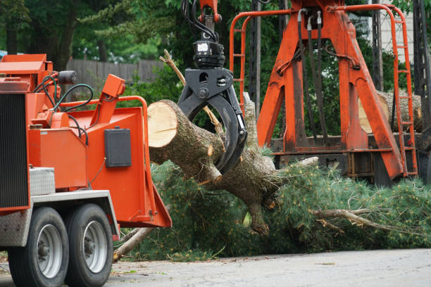 Best Tree Trimming and Pruning  in St George, SC
